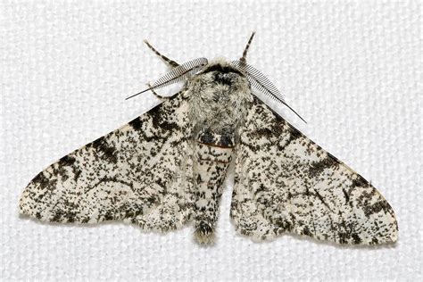 Geometrid Moth Mysteries Unveiled: An Intriguing Exploration