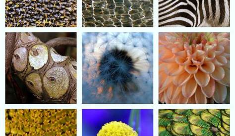 Geometrische Formen in der Natur Foto & Bild | pflanzen, pilze