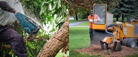 georgetown tree removal