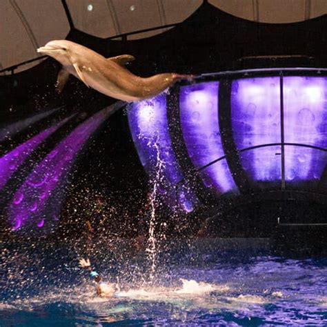 georgia aquarium dolphin show tickets