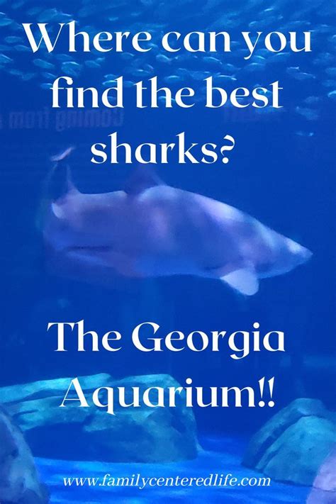 georgia aquarium family pass