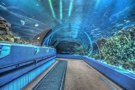 georgia aquarium job portal