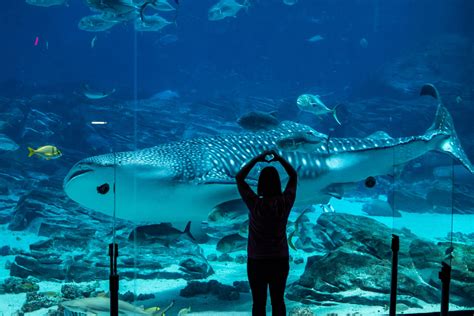 georgia aquarium jobs atlanta