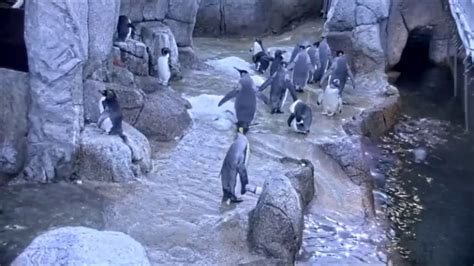 georgia aquarium live cam penguin