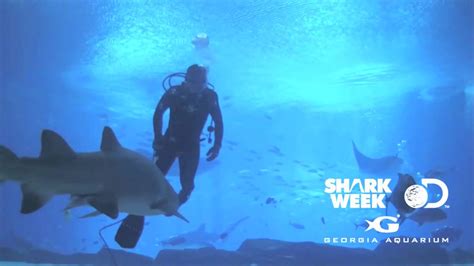 georgia aquarium shark webcam