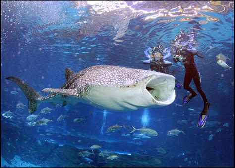 georgia aquarium swim with whale sharks