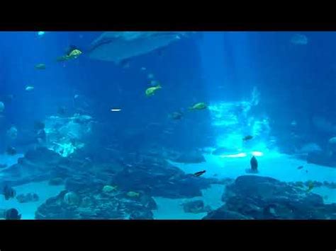 georgia aquarium voyager cam