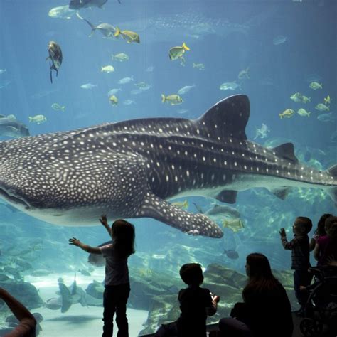 georgia aquarium whale shark names