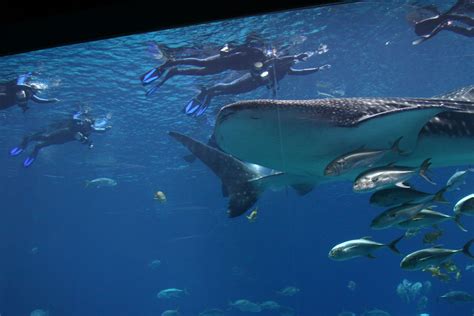 georgia aquarium whale shark swim