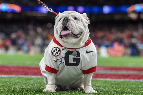 georgia bulldogs football facebook