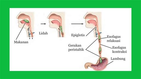 gerakan peristaltik adalah