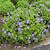 geranium johnson's blue vs rozanne