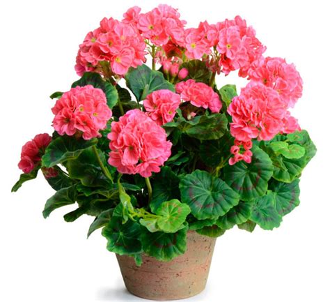 geranium cold temperature tolerance