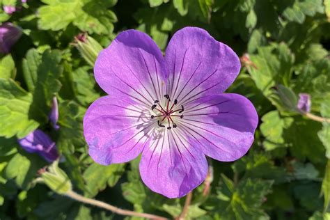 Geranium Flower Bloom Time