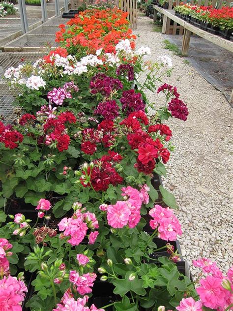 Geranium Flowers Nursery