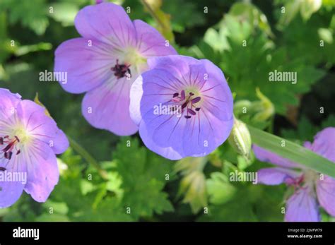 Geranium Large Flowers