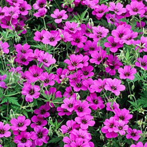 Geranium Paars Langbloeiend