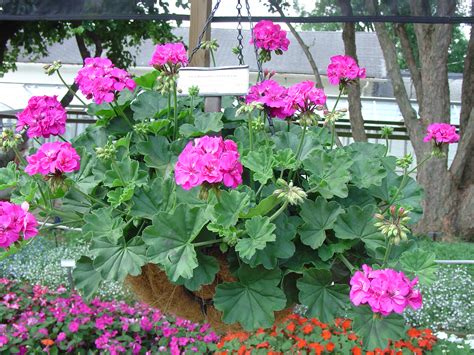 Geranium Stopped Blooming