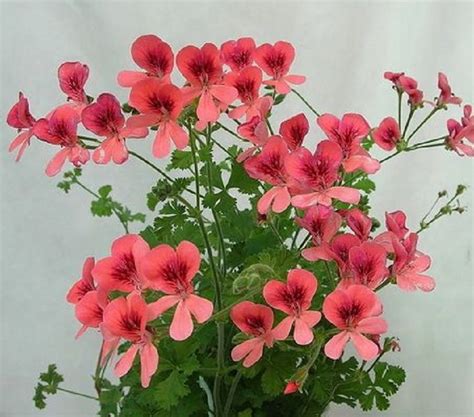 geraniums in cold weather
