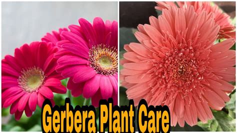 Gerbera daisies with fertilizer