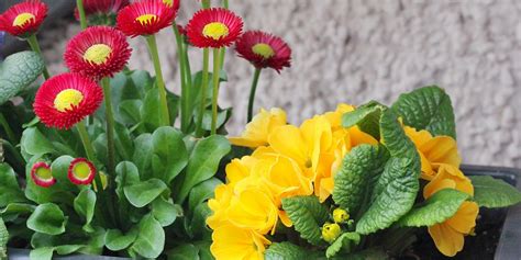 Gerbera Daisies In Window Boxes