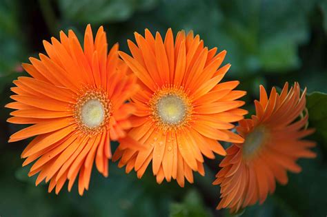 Gerbera Daisies Name