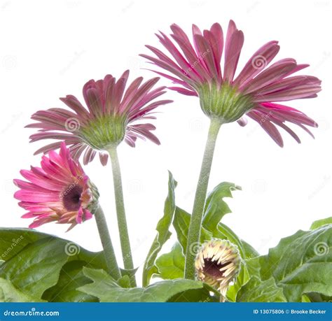 Gerbera Daisy Buds