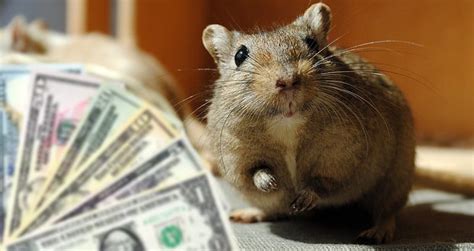Discover 10 Insights gerbil cost unveiled pet truths