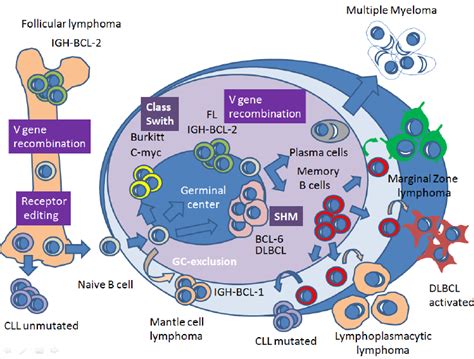 germ cell lymphoma