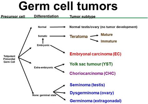 germ tumor