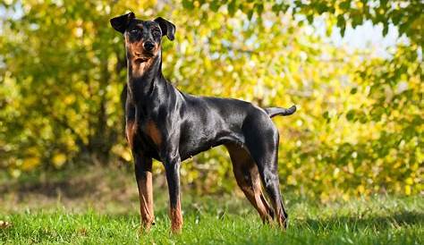 German Pinscher Dog Breed history and some interesting facts