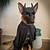 german shepherd batman costume