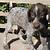 german shorthaired pointer puppies california