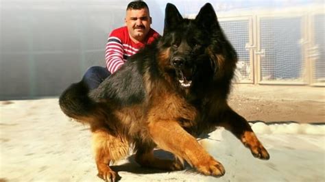 german dog big