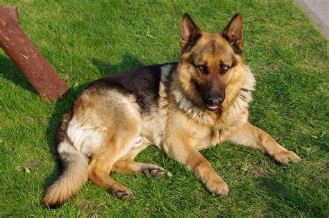 Best German Shepherd Dog Dog Food Spot and Tango