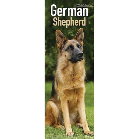 german shepherd 2020