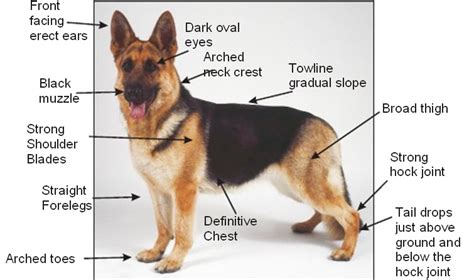 german shepherd adaptations