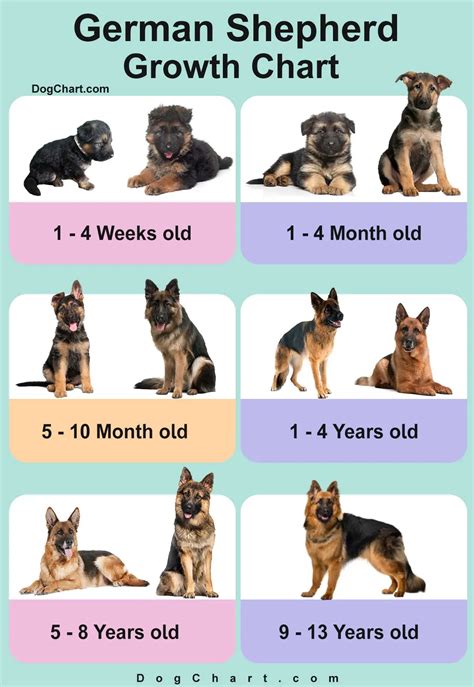 german shepherd ages