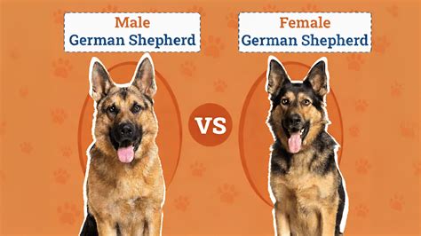 german shepherd alternative