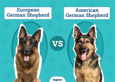 german shepherd american