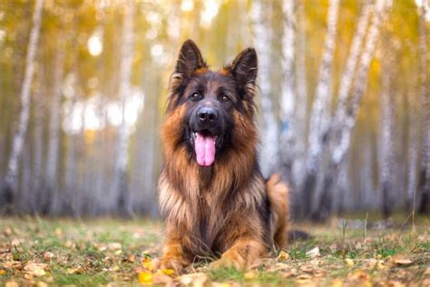 german shepherd appearance