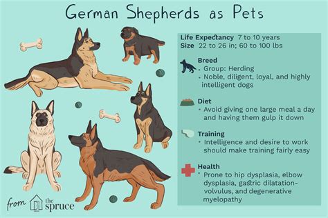 german shepherd attributes