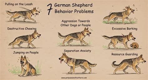 german shepherd bad