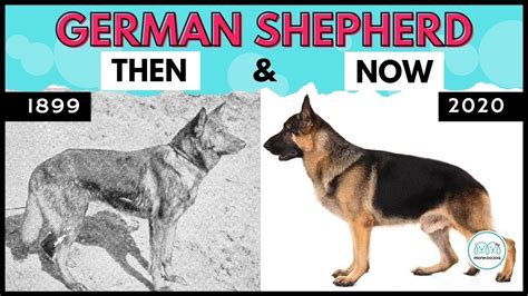 german shepherd before