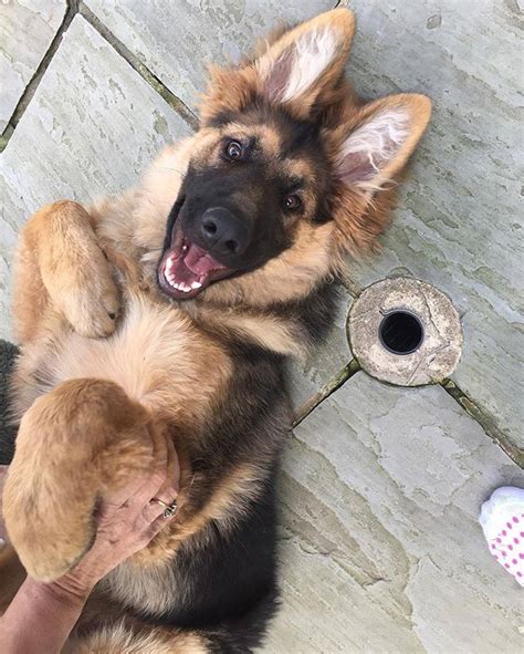 german shepherd belly