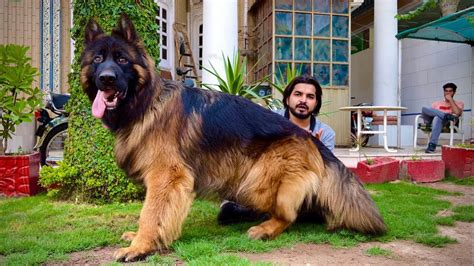 german shepherd biggest