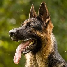 german shepherd bio