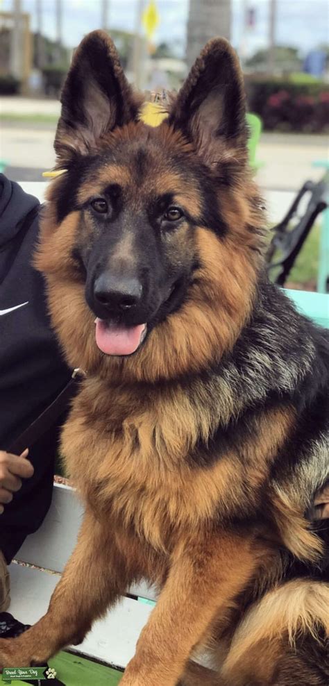 german shepherd bred for
