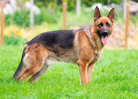 german shepherd breed lines