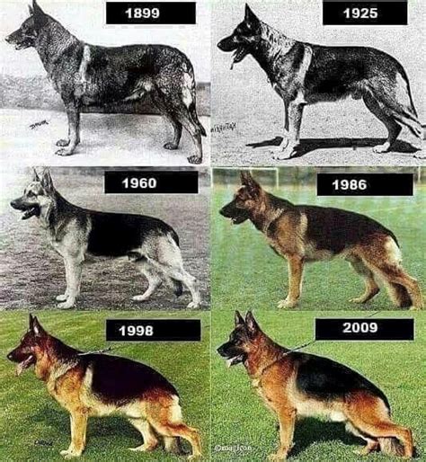 german shepherd breed origin